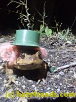 /home//u458753944/public_html/sourcegallery/////////////////////////Roxborough Toad Detour/2021/2021-04-10/P4100237.JPG